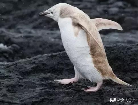 致命的60种动物,这100种动物你都认识吗