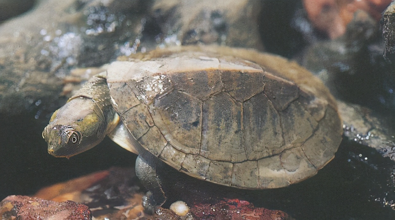 龟类纪录片,龟类图片