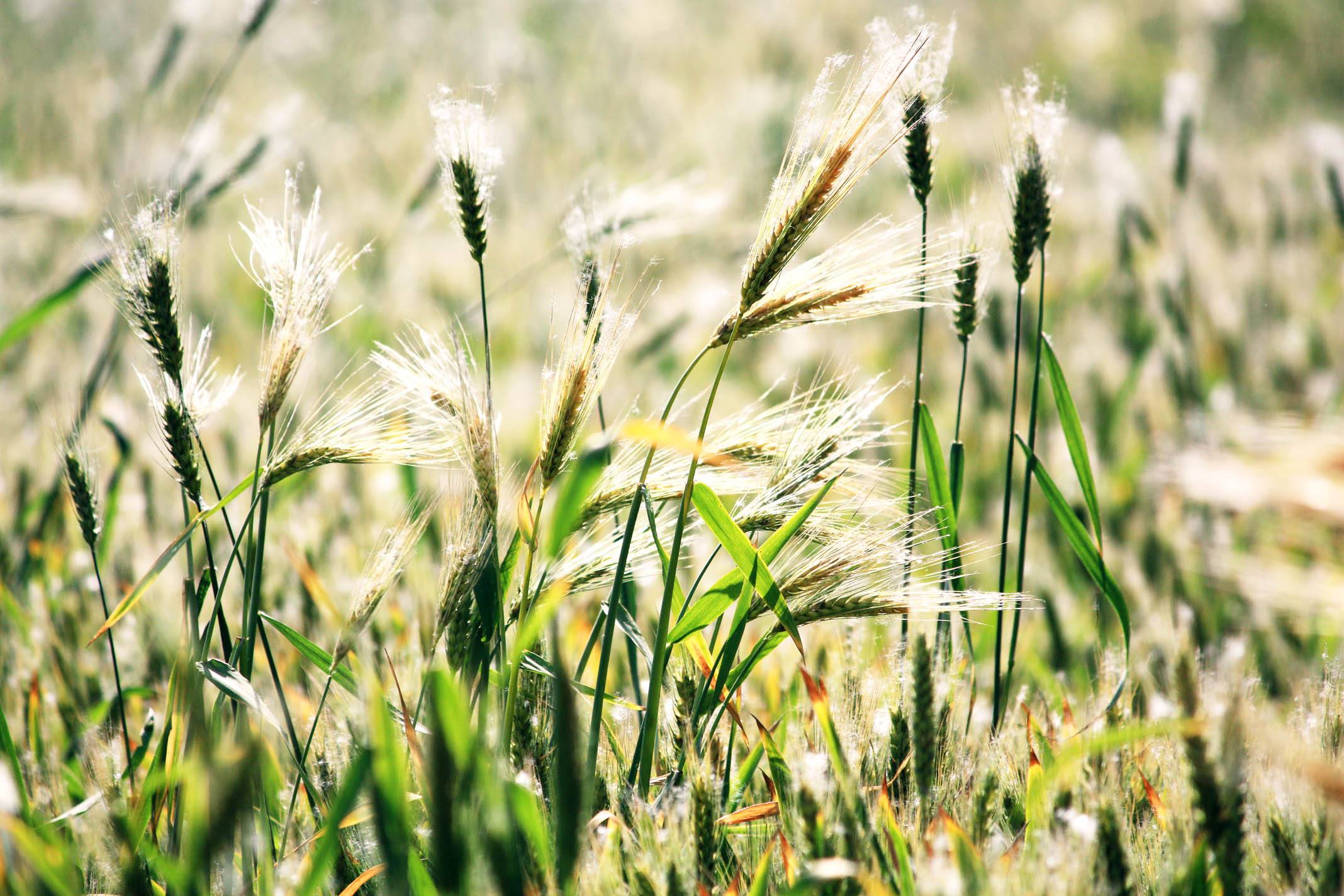 是谁将马匹饲料推销到了人们的餐桌?燕麦的故事,背后的资本味道