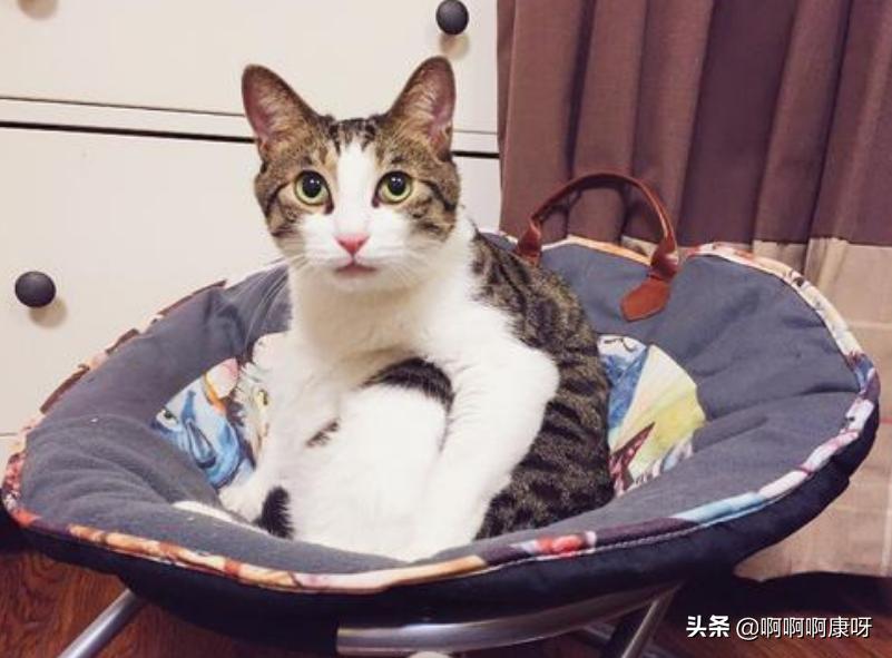 如何判断自己得了猫癣,如何判断猫得了猫癣