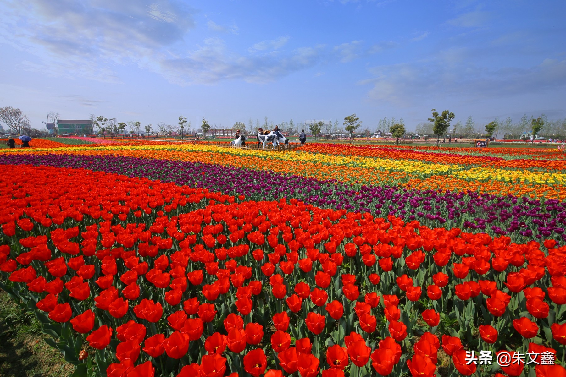 大丰荷兰花海郁金香开了没有,荷兰花海现在有郁金香吗