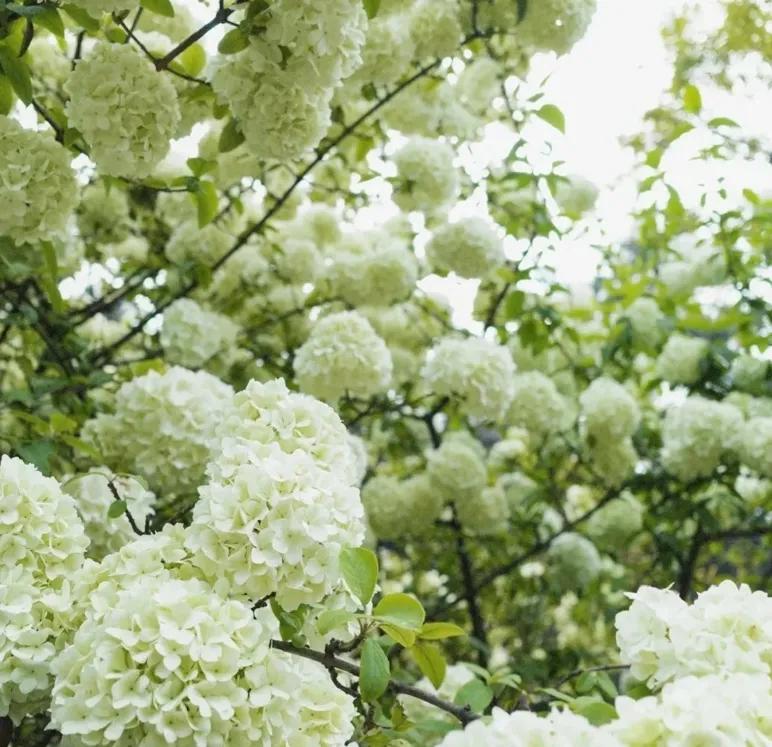 重庆55个景点免费游玩有哪些,重庆五一自驾游1天最佳路线