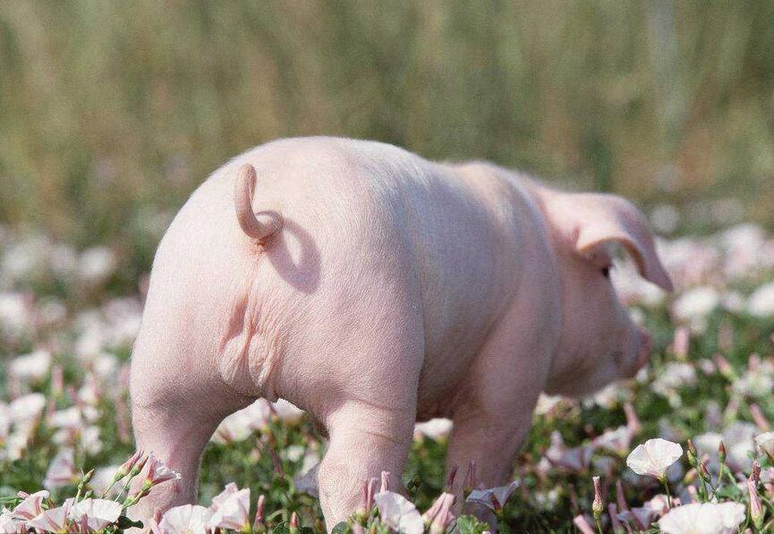 小猪拉肚子用什么药最好使,小猪拉肚子土办法