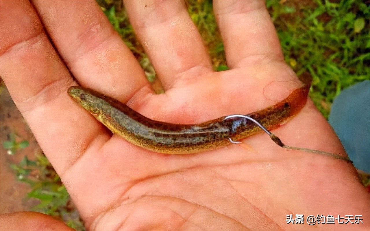 重庆地区野钓白条鱼最佳钓法,四川自然水域钓鱼最新规定