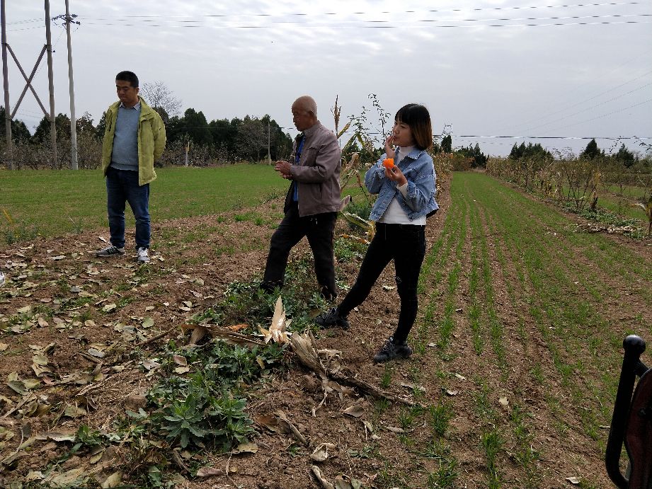 采摘柿子过程,柿子采摘方法介绍