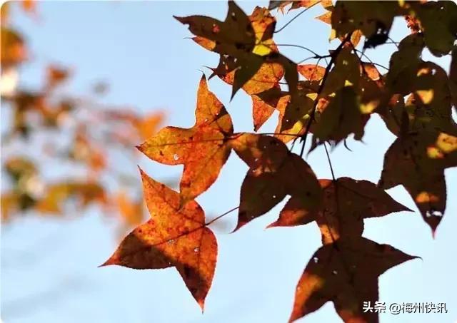 对不起，我要回梅州了！