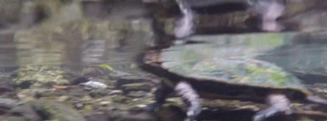 龟缸鱼腥味正常吗,龟缸有点腥气味正常吗