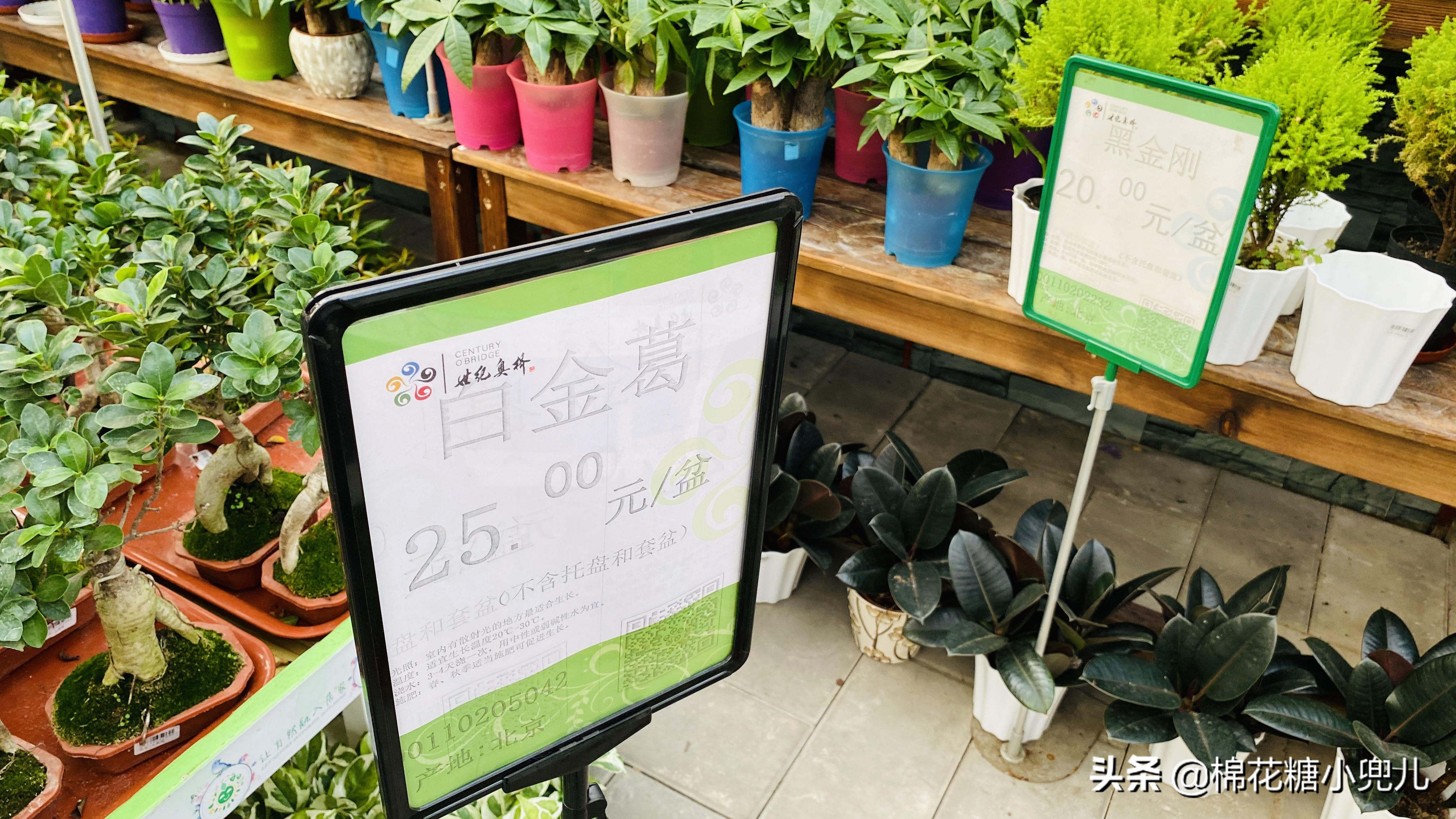 北京最大花卉绿植市场,北京最便宜绿植花卉市场