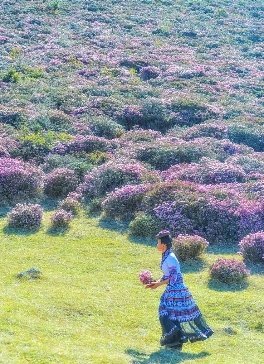 被大理丽江掩盖风头又怎样？它才是云南No.1！5月它太美了