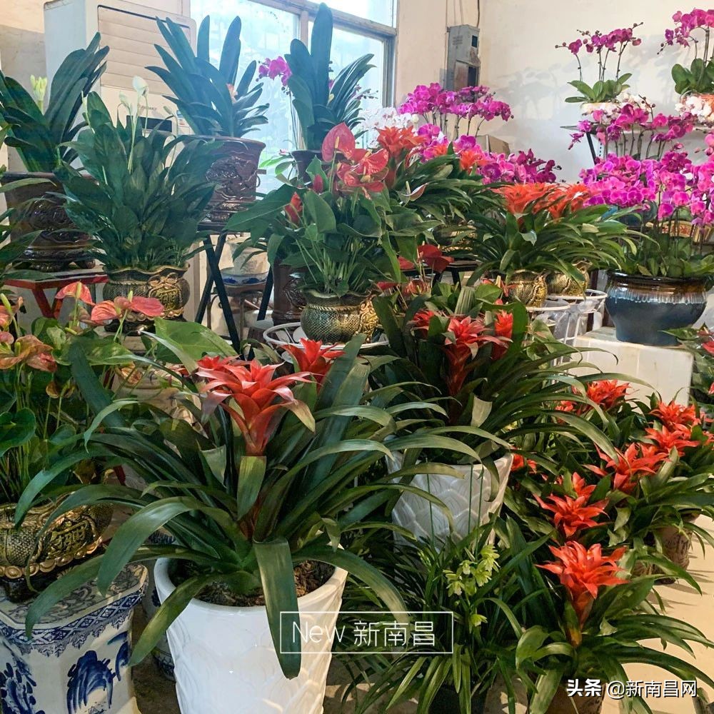 南昌花市有哪些地方,南昌花市批发市场