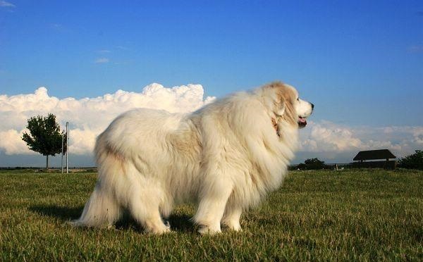 法国皇家护卫犬大白熊,女生适合养的护卫犬大白熊犬