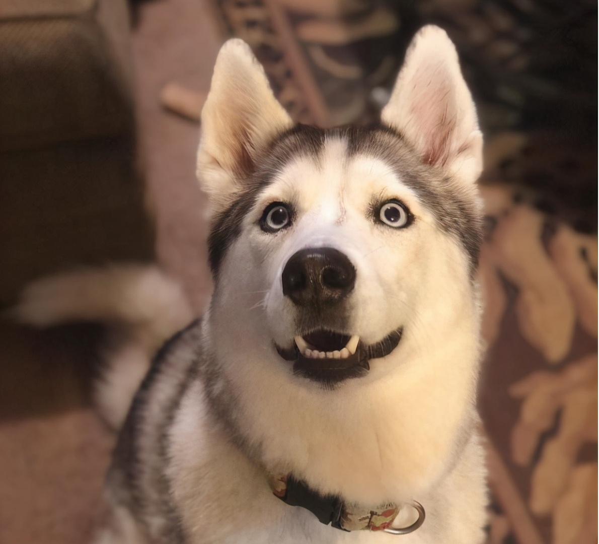 狗狗总是叫唤性格不好吗,狗狗总是叫个不停如何制止