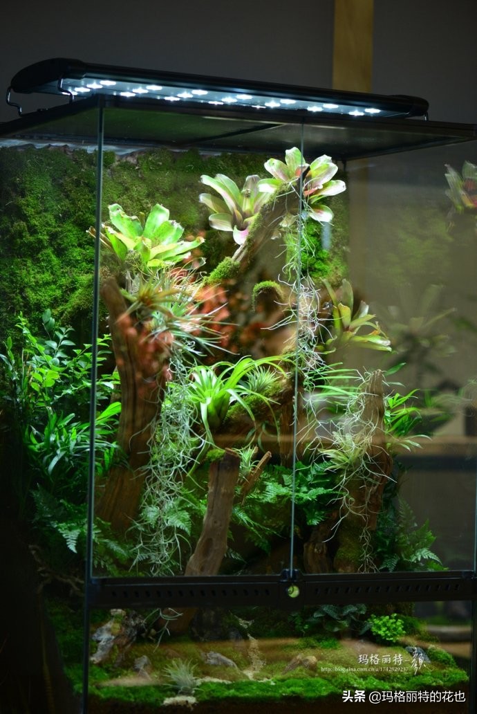 雨林缸可以养的蜥蜴,鱼缸改造封闭式雨林缸养蜥蜴