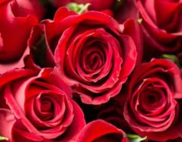 玫瑰花简介怎么写,玫瑰花简介英文版