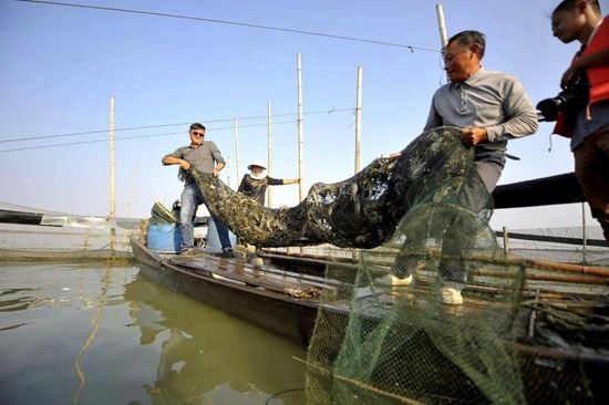 创业养鳜鱼致富有门道,鱼塘创业养鳜鱼