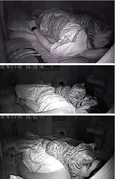 猫冷血无情是真的吗,猫的性格有多残忍