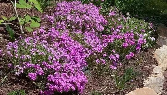 岩石花园景区,岩石园常用花卉