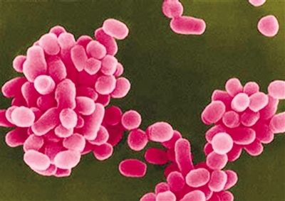 母猪炎症怎么办才能彻底消除,猪场母猪炎症厉害什么原因