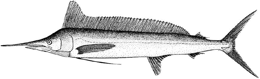 剑鱼vs旗鱼vs金枪鱼谁速度快,游得最快的海洋动物旗鱼