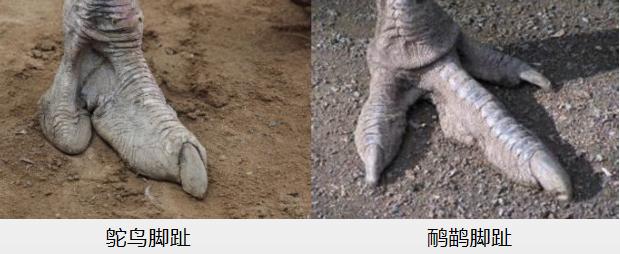 鸸鹋和鸵鸟什么区别,鸵鸟和鸸鹋在地球上生活多少年了