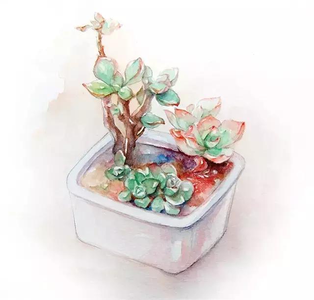 春·绿丨会长大的幸福多肉达人向我看齐！