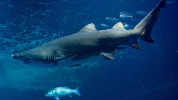 这种散发浓烈恶臭的鲨鱼肉，价格昂贵并且剧毒，但冰岛人趋之若鹜
