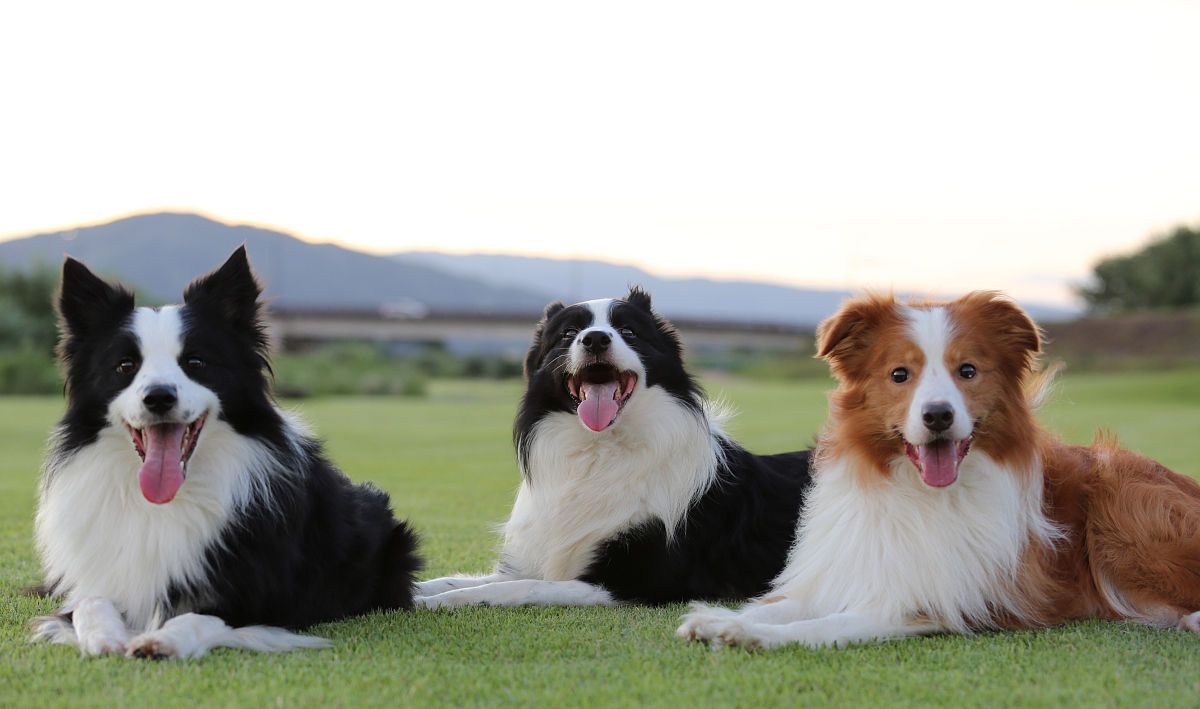 世界犬类智商排名倒数第一,世界犬类智商排名100名