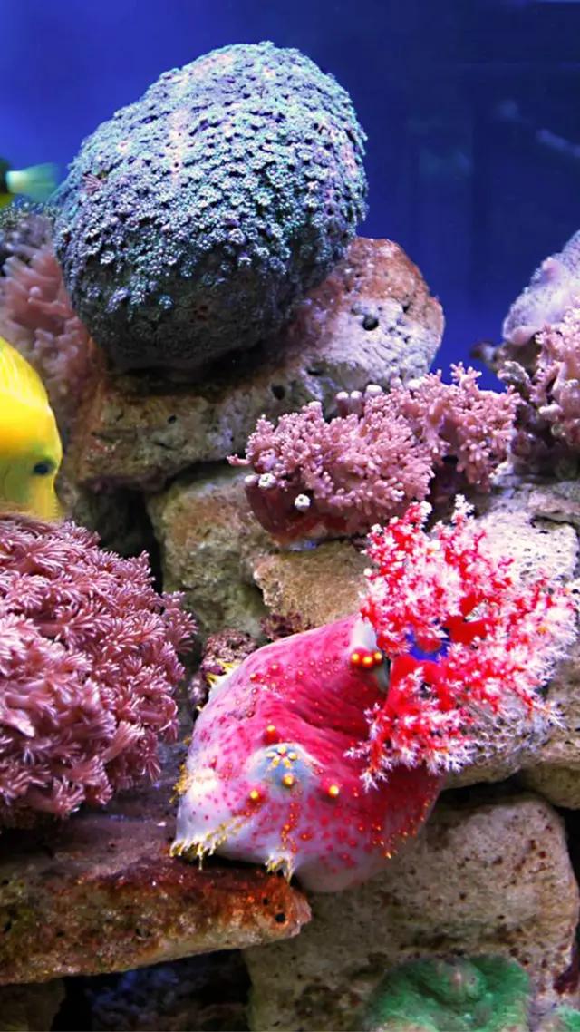 高清海底世界壁纸原生态动态,高清海底世界壁纸4k全屏无水印