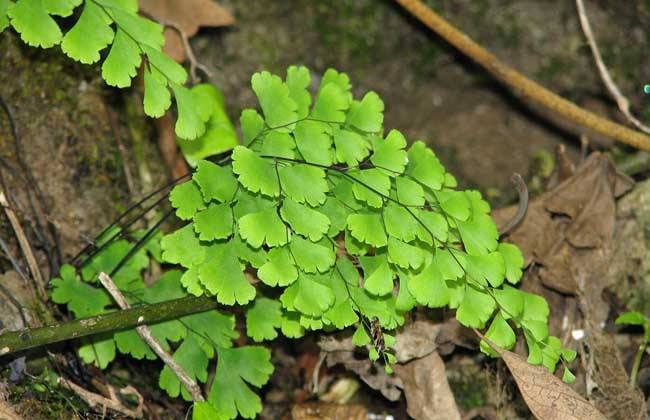 小盆植物中最会吸甲醛的是哪种,吸甲醛最好的植物哪种排名第一