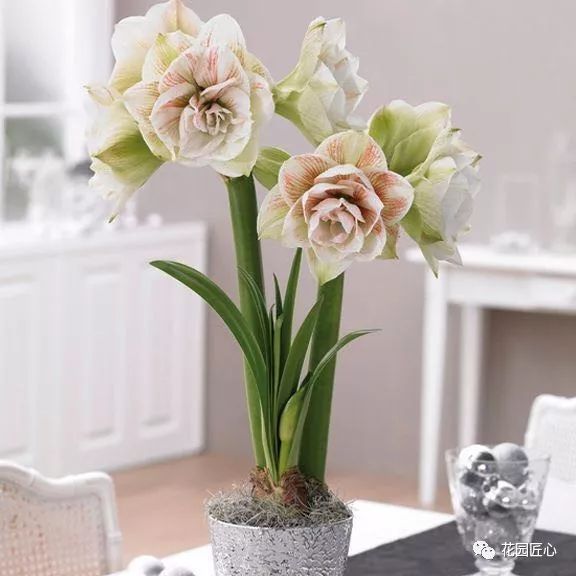 朱顶红为什么老是烂球,怎么才能让朱顶红不生小球