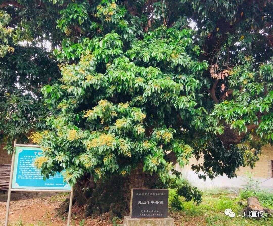 2019灵山国际半程马拉松,2019灵山马拉松比赛