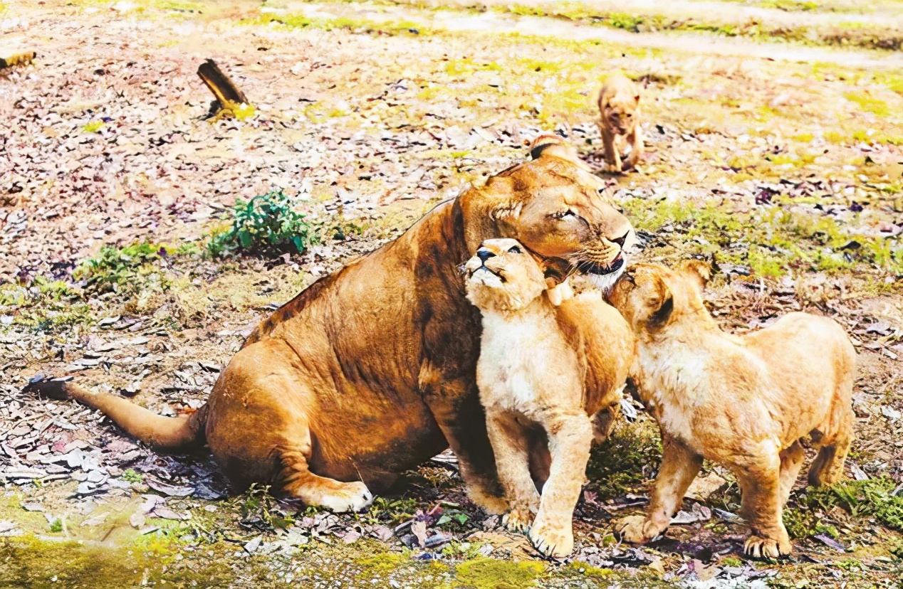 重庆乐和乐都游玩攻略,打卡重庆乐和乐都