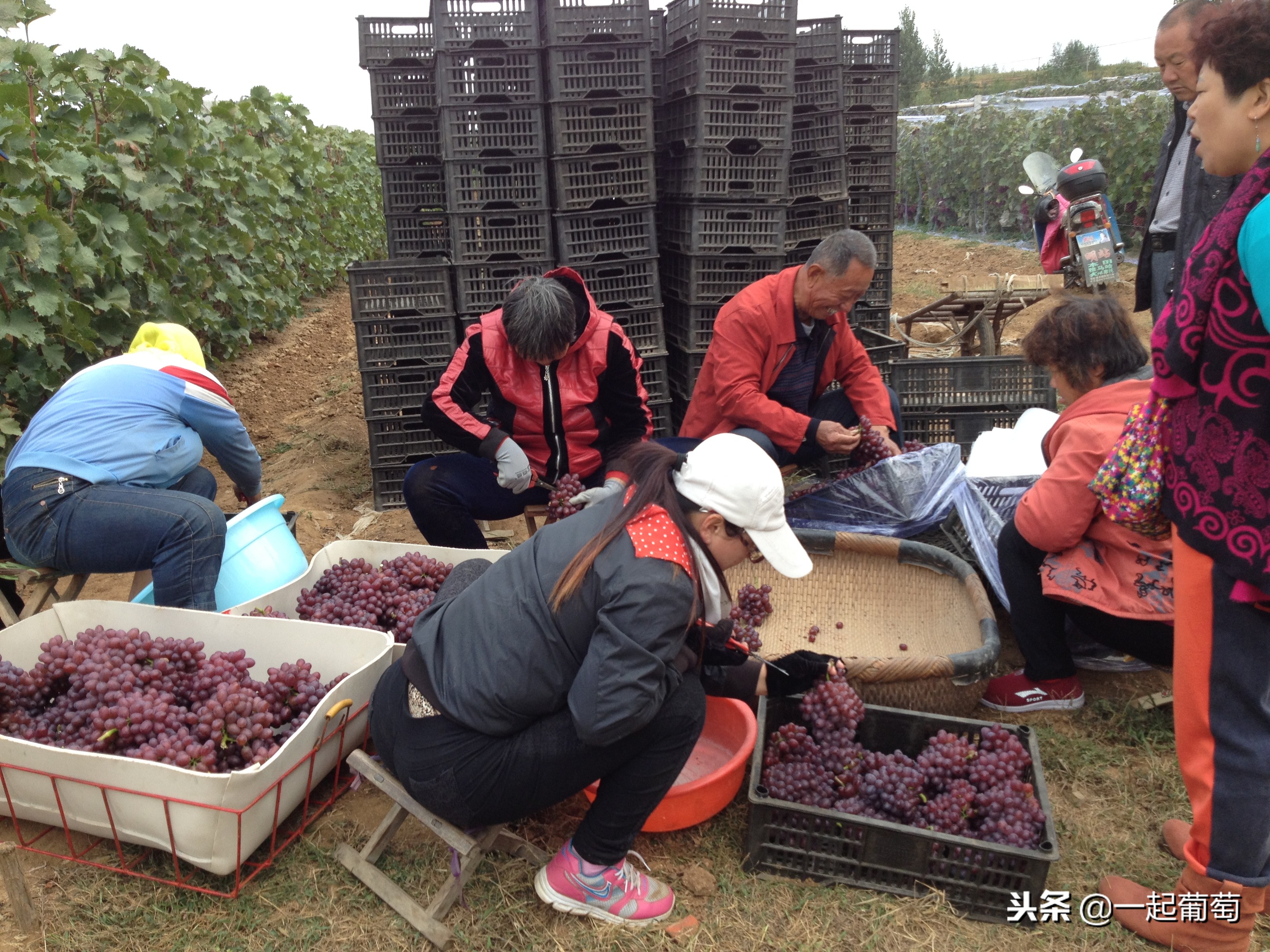 葡萄来历小故事,收葡萄酿酒
