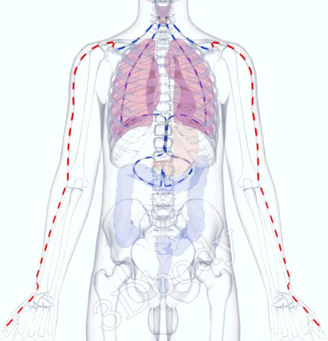 最新经络图精美3d动态循行图,经络3d动态循行图怎样制作