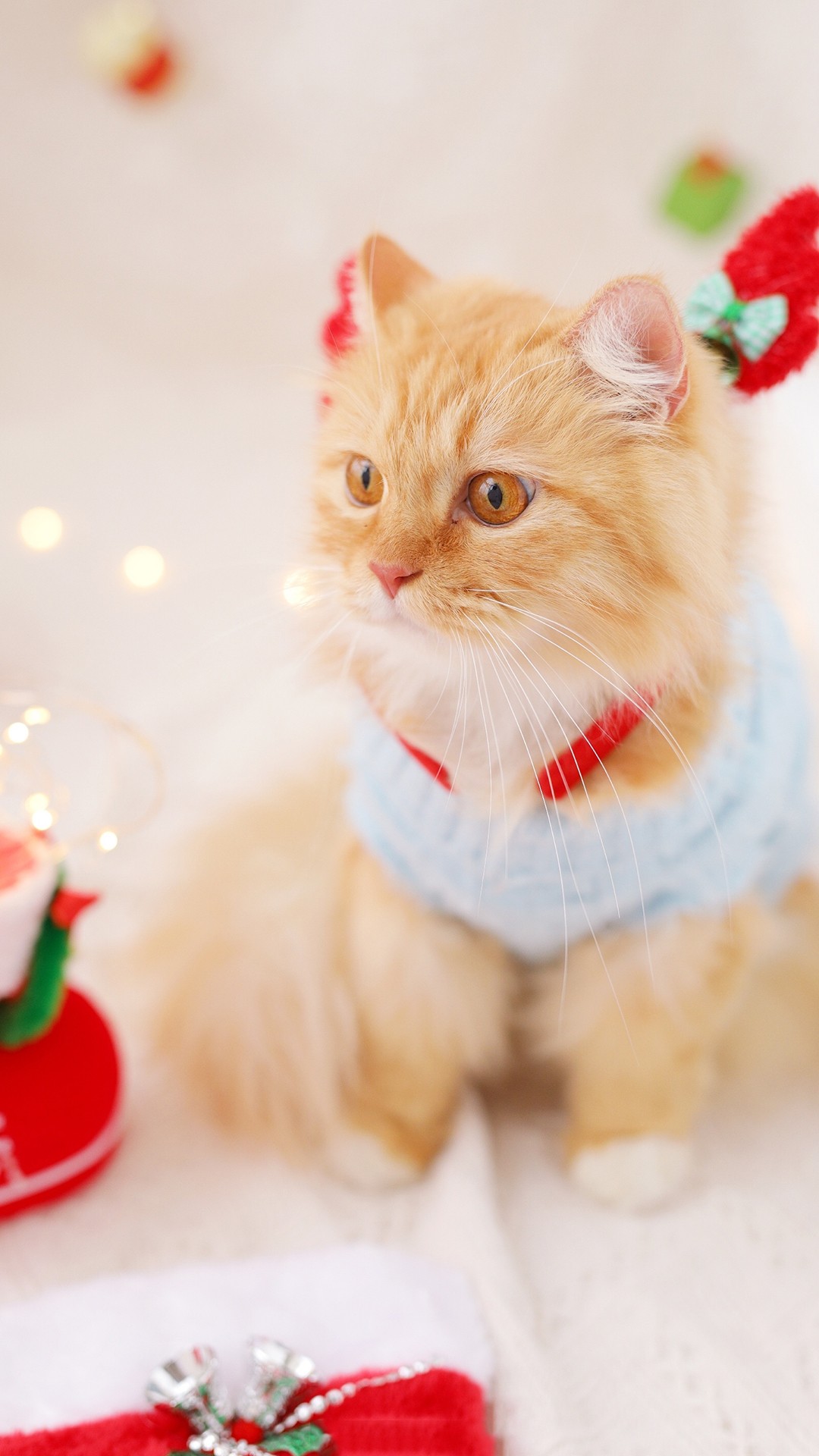 养猫你必须知道的知识,养猫老司机才知道的猫咪冷知识