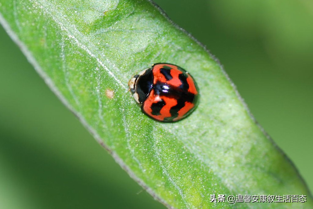 了解昆虫的基本知识,昆虫里面到底有哪些你不认识的