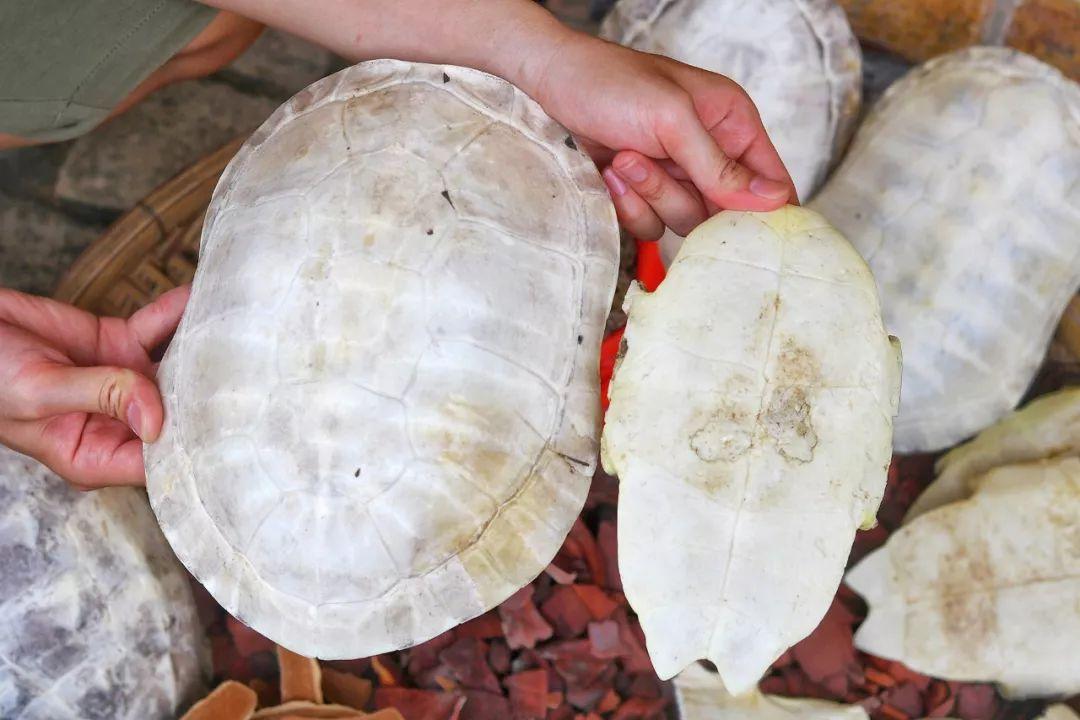 曝光这个龟痴老板,坐拥20多亩养龟场,就为做一瓶龟苓膏