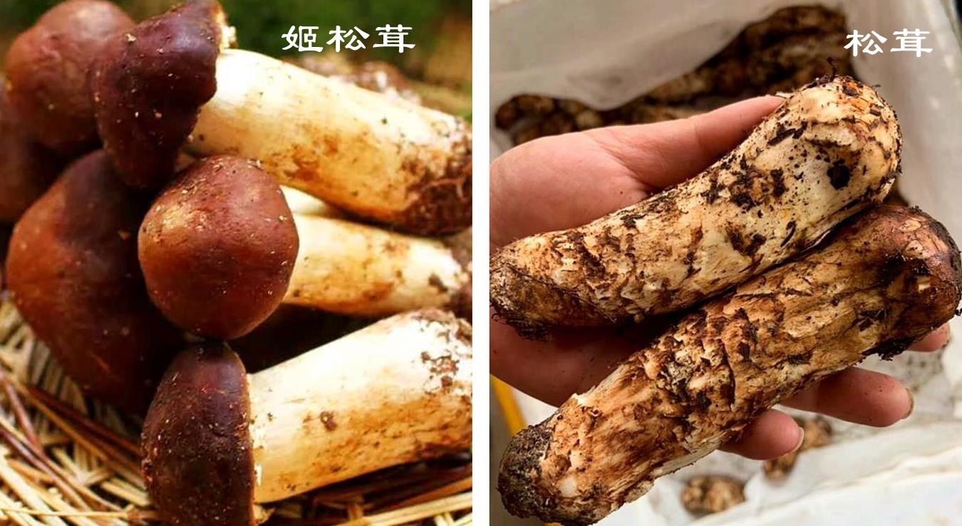 人工新鲜松茸怎么保存最好,新鲜的松茸菇怎么保存