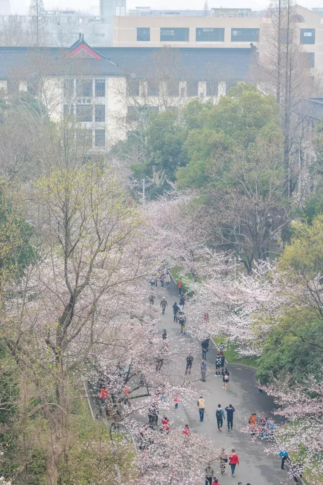南京的大学学校面积,南京的大学有哪些