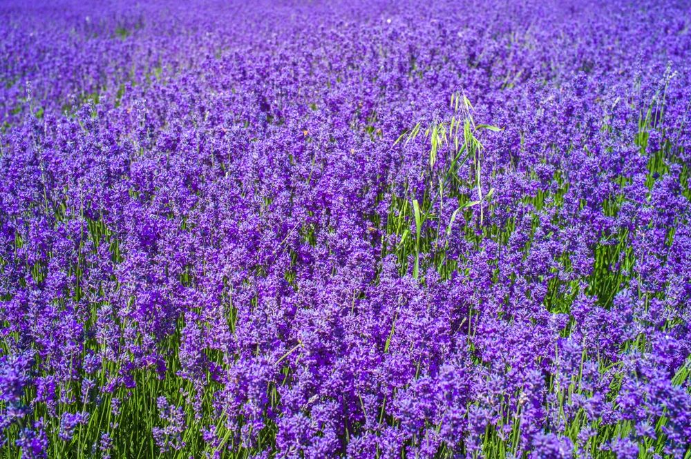 世界十大必去旅游城市,世界十大最值得去的地方