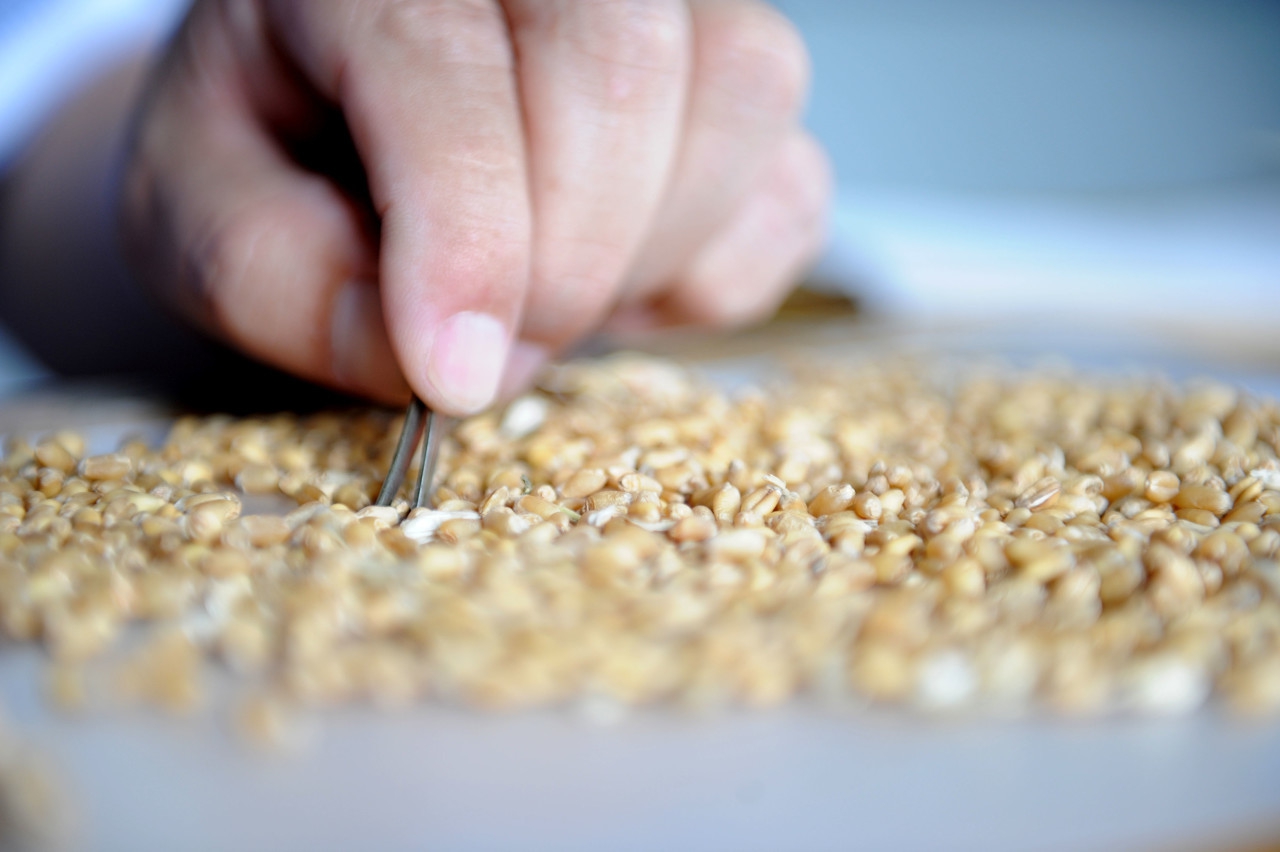 什么麦种长得高产量最高,什么麦种收成高