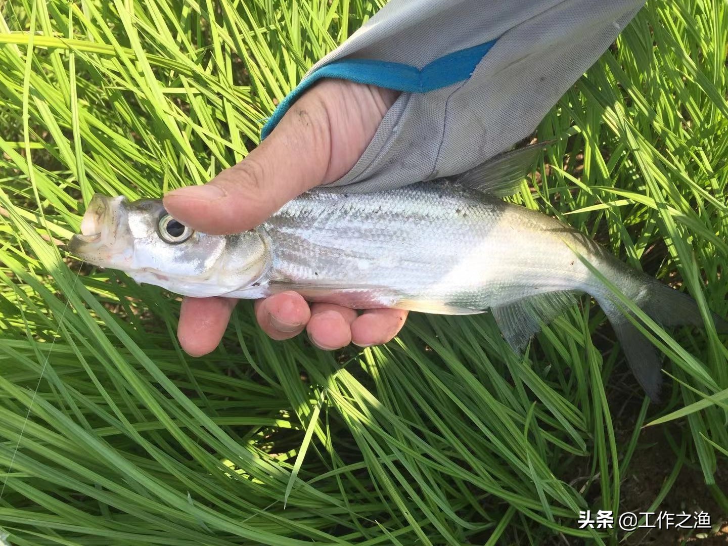 钓鱼如何防止鱼身上粘液失去,鱼的粘液影响钓鱼吗