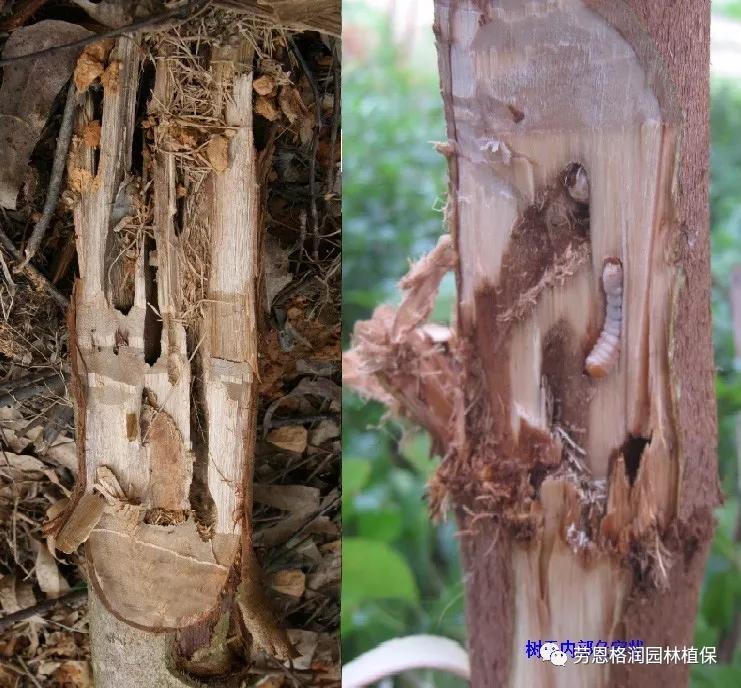 园林春季害虫的预防方法,常见园林害虫种类及主要特征