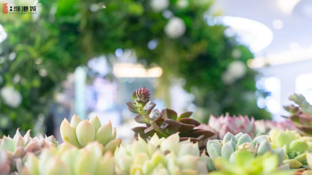 免费领！新华·维港城“绿色甜城”计划，业主免费领绿植