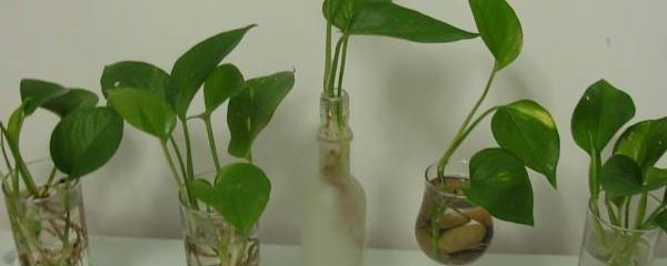 剪枝绿萝水培的正确方法,绿萝剪枝水培方法养龟