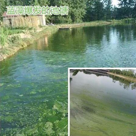 虾塘蓝藻养殖方法,虾塘杀蓝藻的步骤
