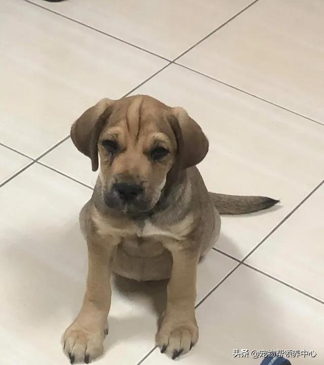 20天的小狗腹胀拉稀正常吗为什么,小狗有肠炎饿一天有事没