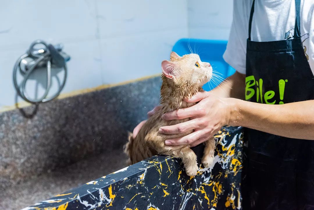 吹爆汕头这家「宠物精灵聚集地」美容、洗剪吹、零食,一应俱全…