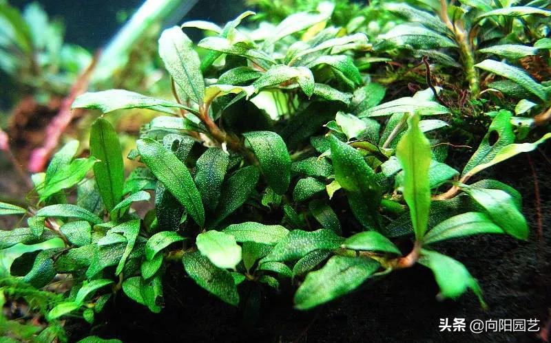 鱼缸造景莫斯草怎么栽,草金鱼缸造景石头摆法