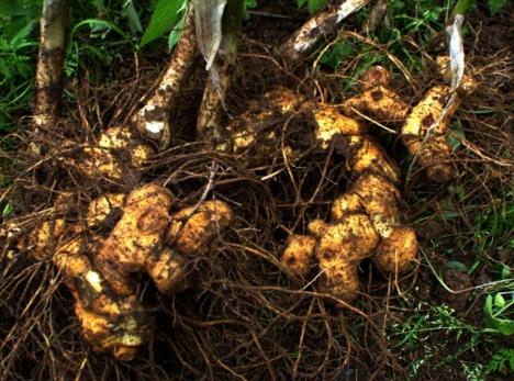 农村经常看见的一种洋姜,洋姜有哪些地方用得最多